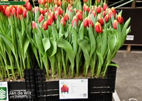 Tulipa Russia ® (1)